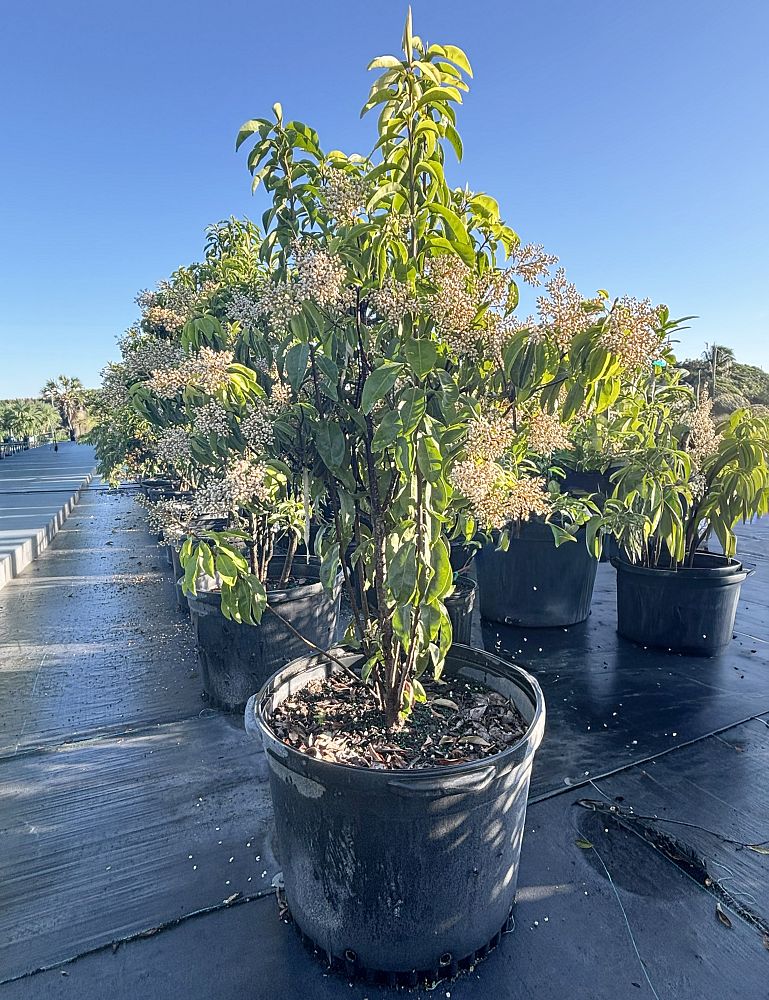 ardisia-escallonioides-marlberry