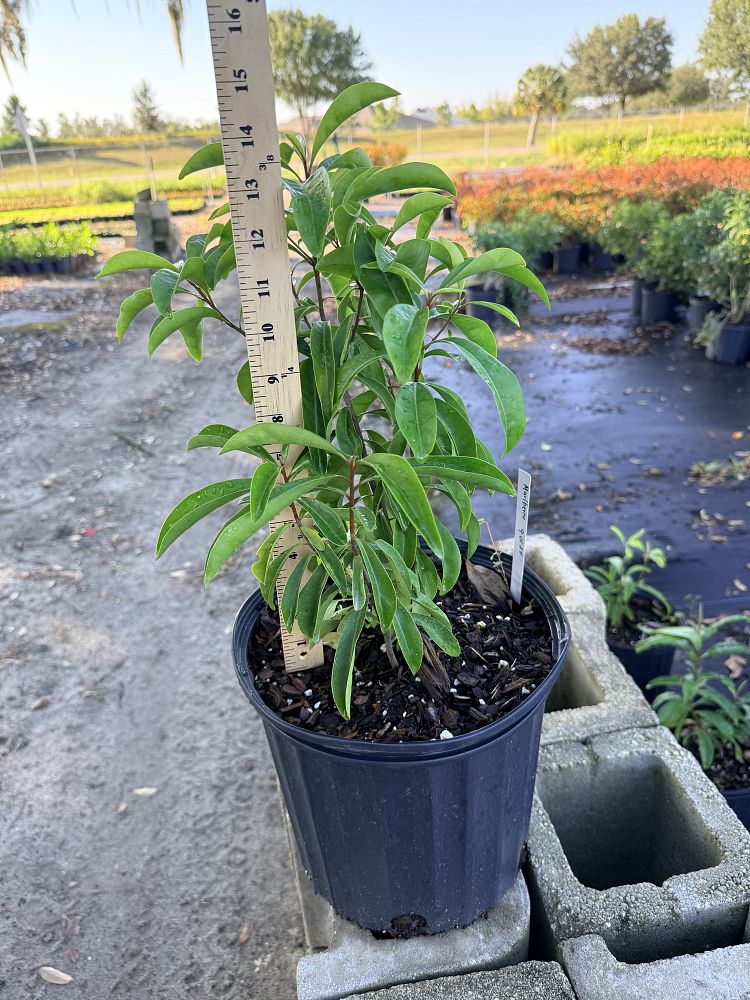 ardisia-escallonioides-marlberry