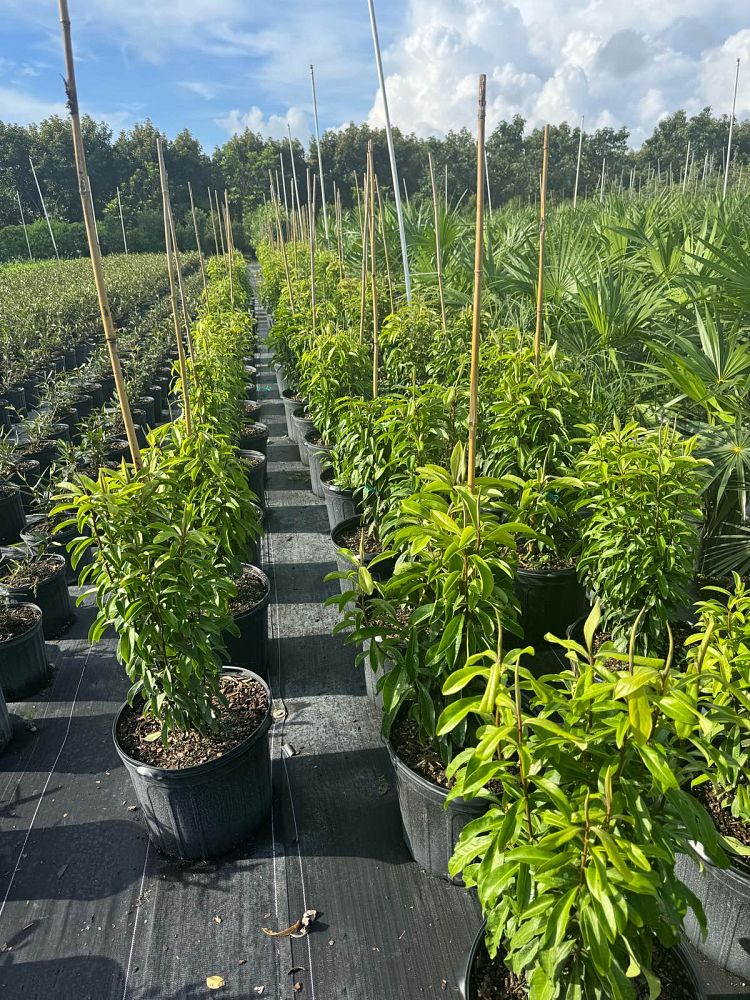 ardisia-escallonioides-marlberry
