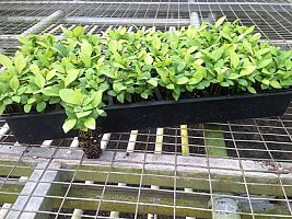 ardisia-humilis-jet-berry