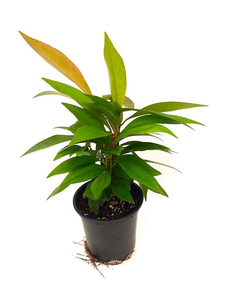 ardisia-humilis-jet-berry