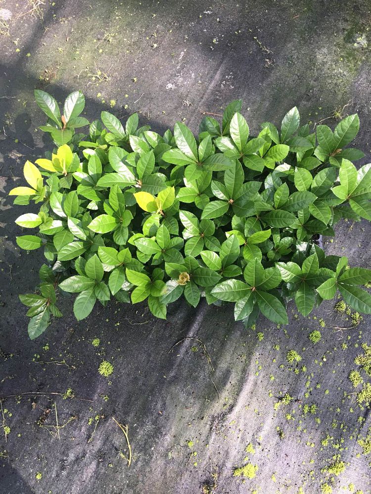ardisia-japonica-japanese-ardisia