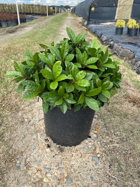 ardisia-japonica-japanese-ardisia