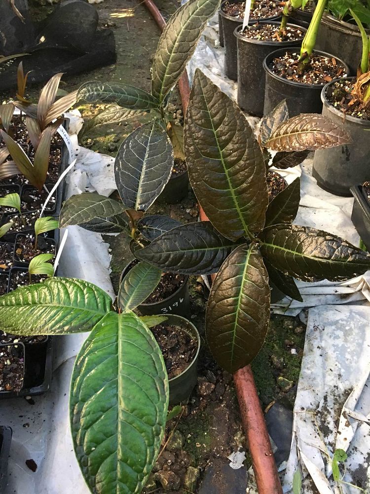 ardisia
