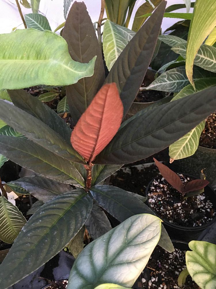 ardisia