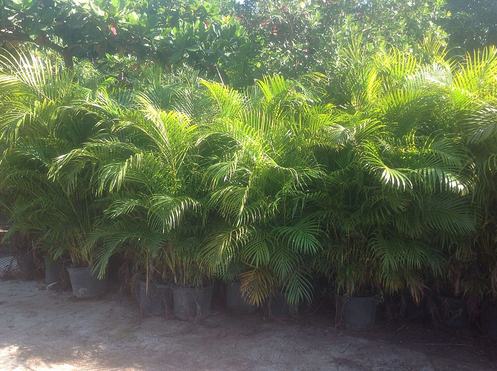 areca-caliso