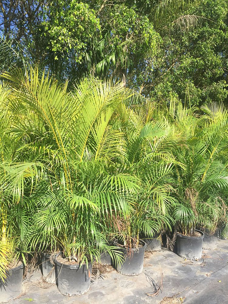 areca-caliso