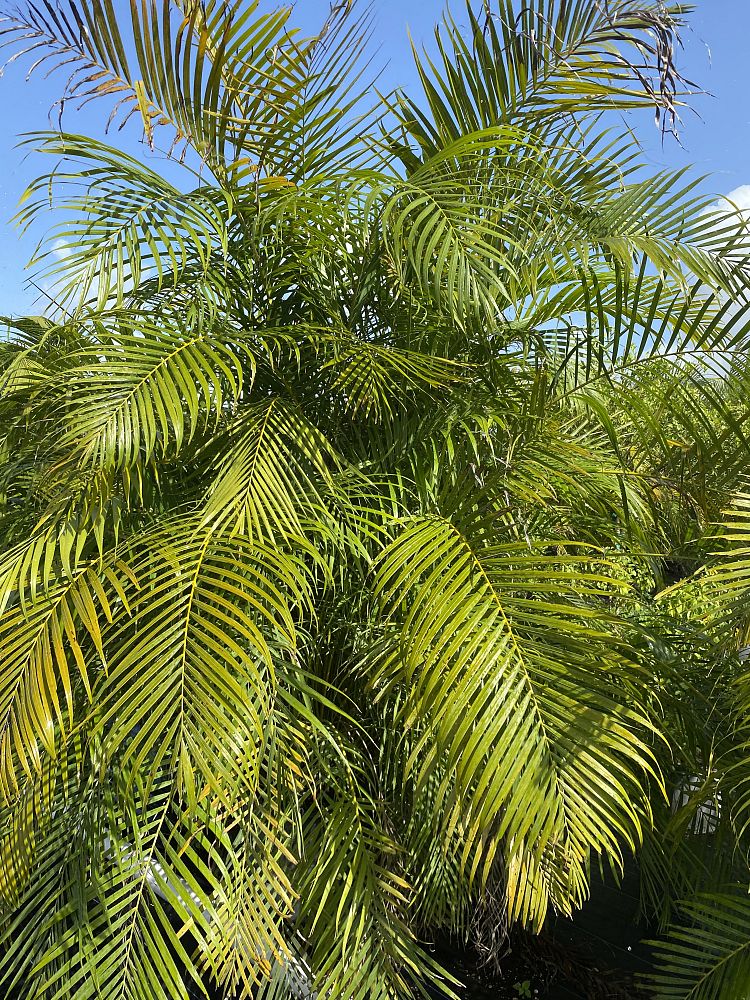 areca-caliso