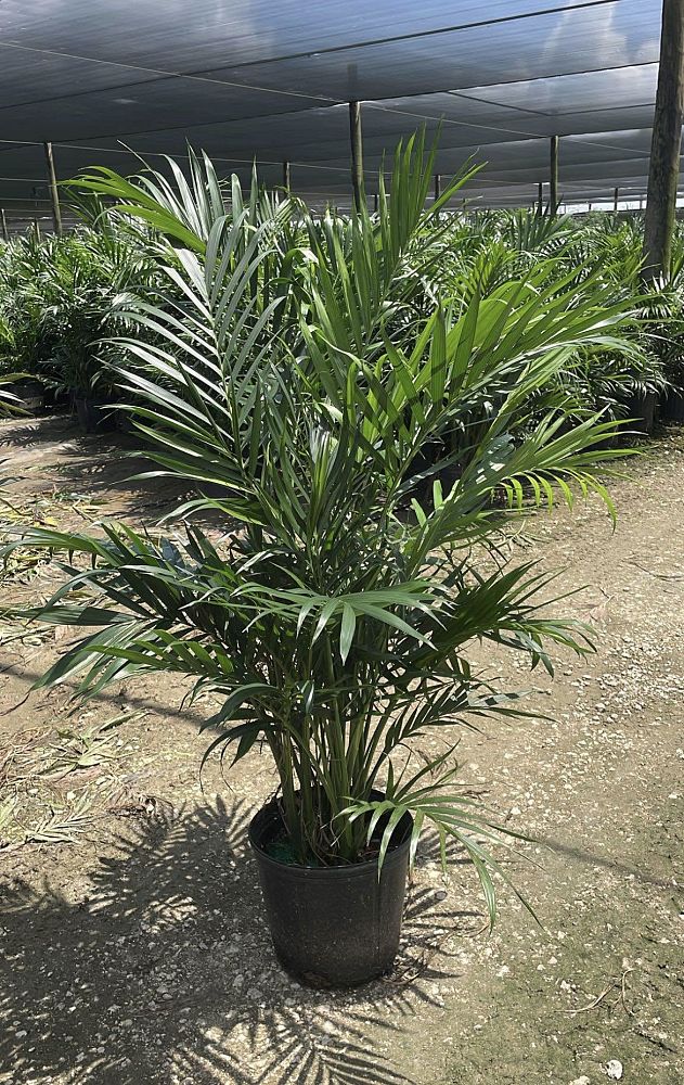 areca-catechu-betelnut-palm