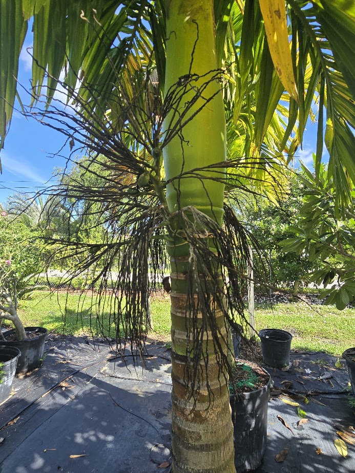 areca-catechu-betelnut-palm