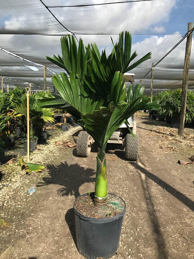 areca-catechu-dwarf-betelnut-palm