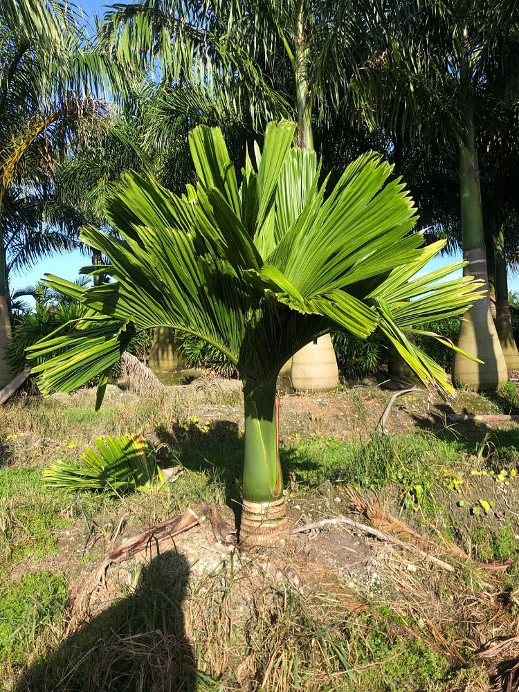 areca-catechu-dwarf-betelnut-palm