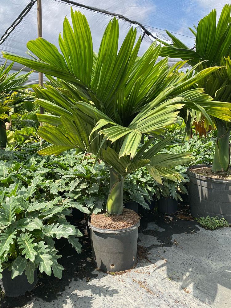 areca-catechu-dwarf-betelnut-palm