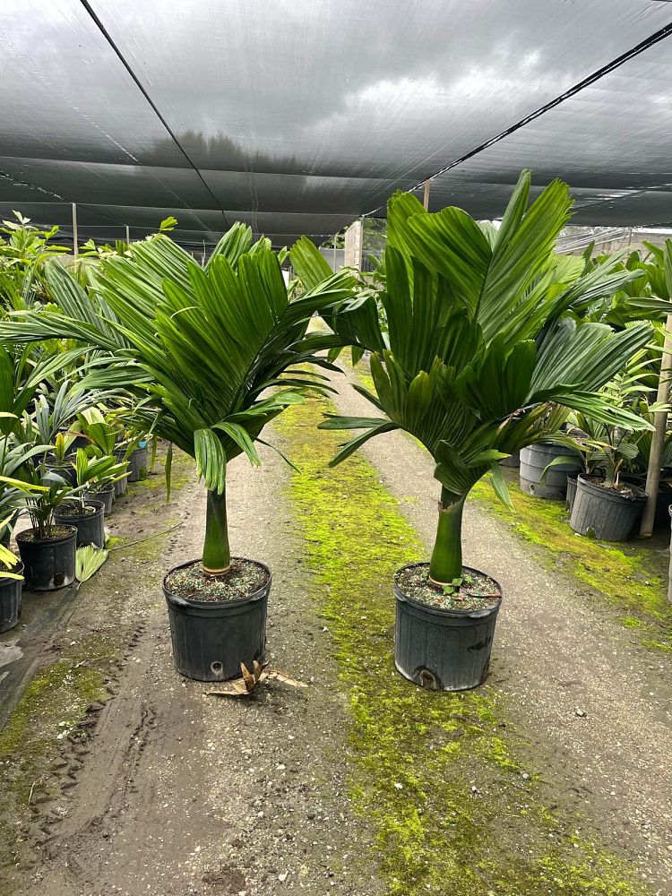 areca-catechu-dwarf-betelnut-palm