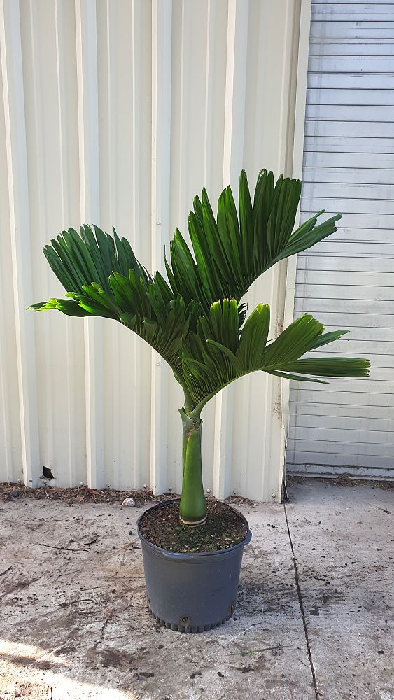 areca-catechu-dwarf-betelnut-palm