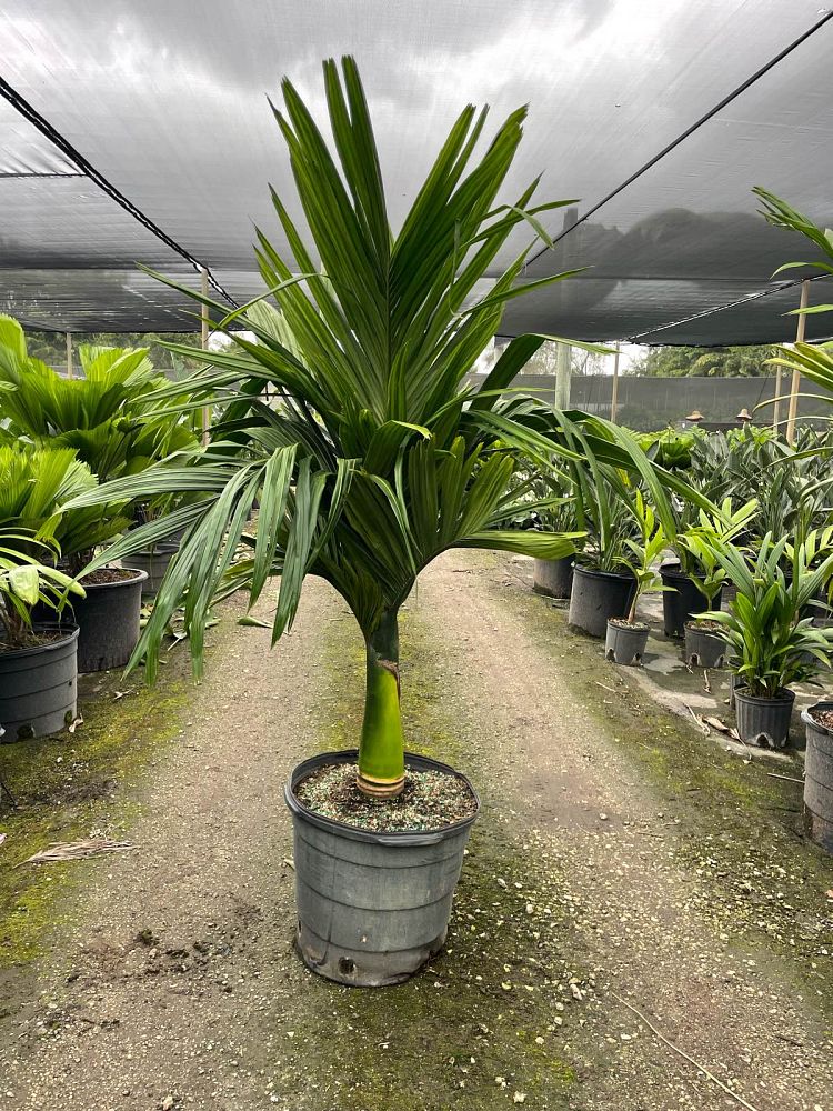 areca-catechu-dwarf-betelnut-palm