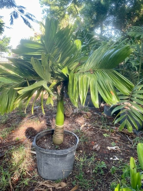 areca-catechu-dwarf-betelnut-palm