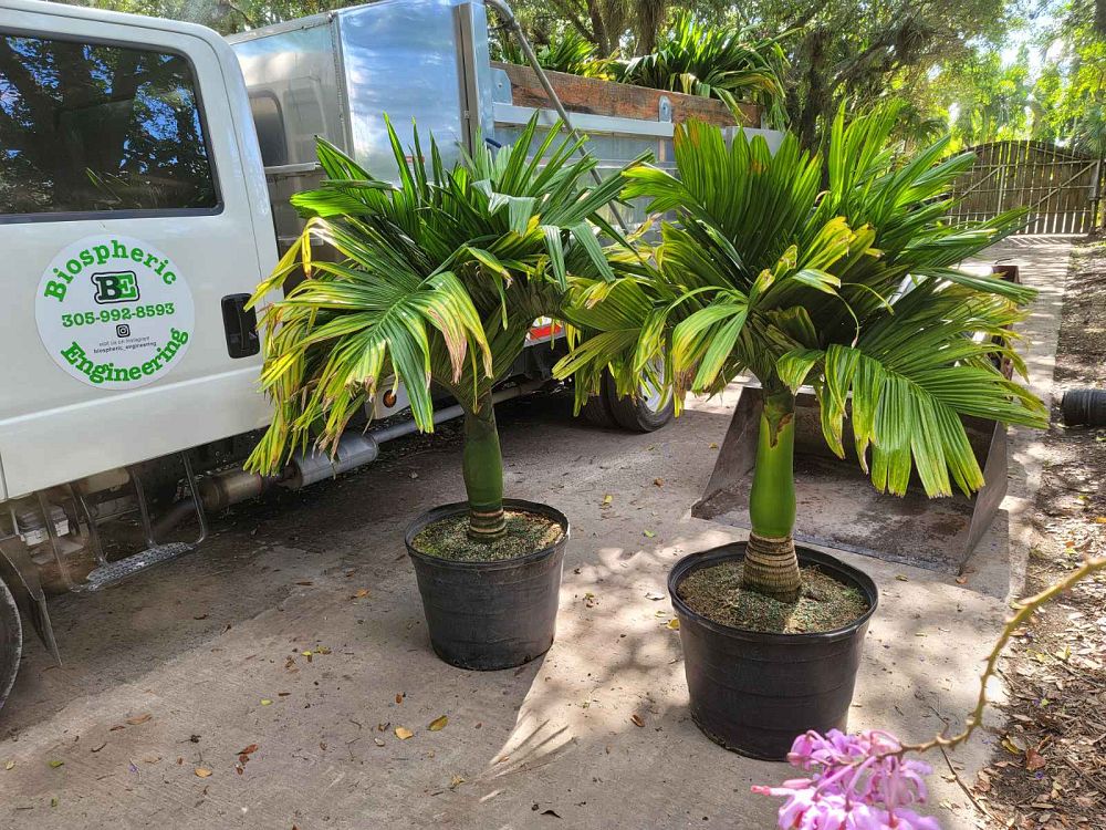 areca-catechu-dwarf-betelnut-palm