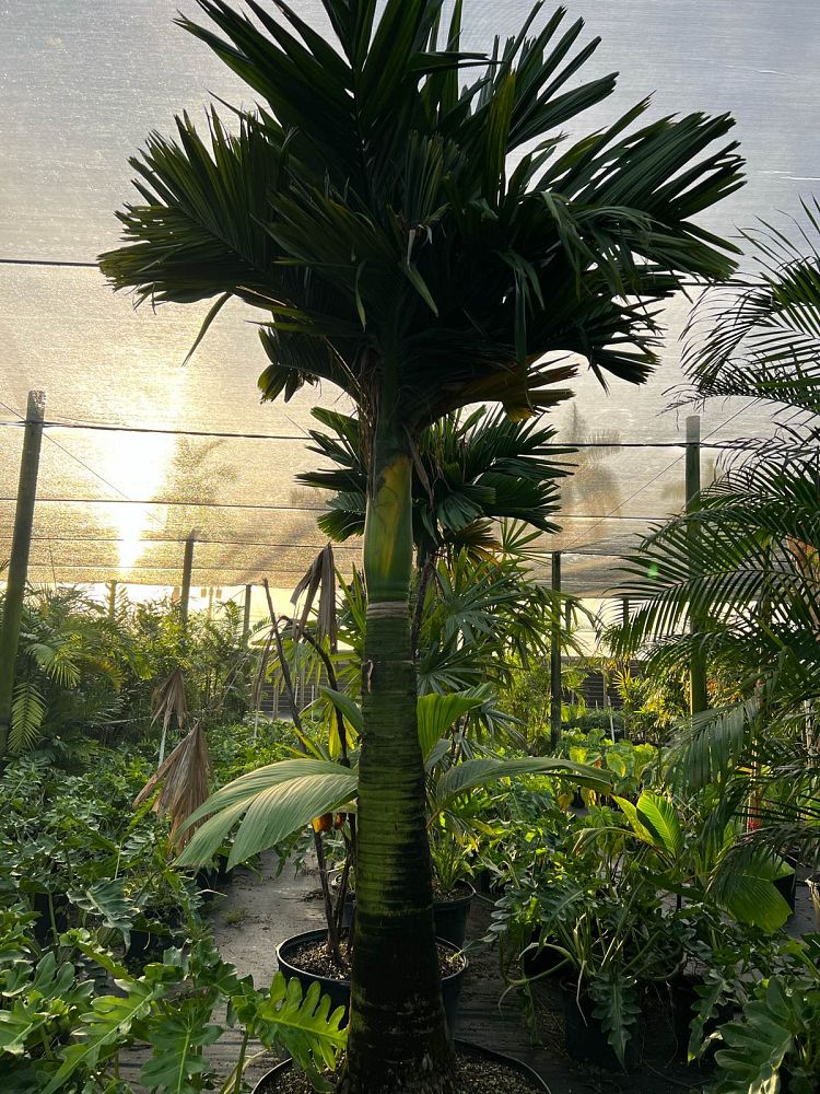 areca-catechu-dwarf-betelnut-palm