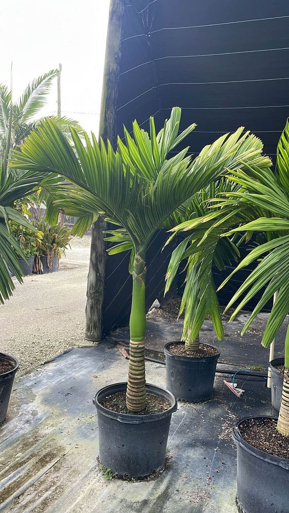 areca-catechu-dwarf-betelnut-palm