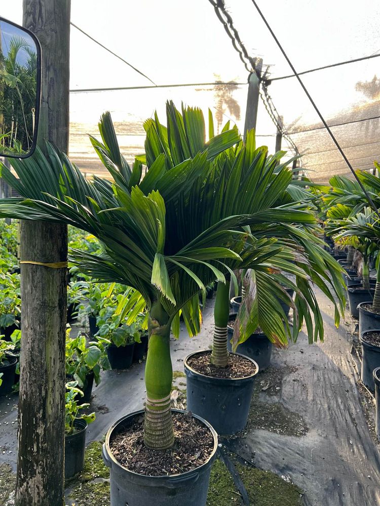 areca-catechu-dwarf-betelnut-palm