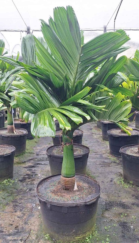 areca-catechu-dwarf-betelnut-palm