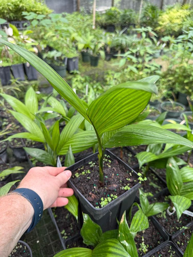 areca-catechu-dwarf-betelnut-palm