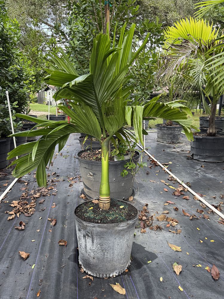 areca-catechu-dwarf-betelnut-palm