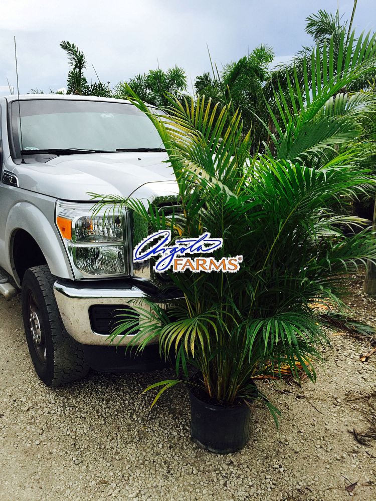areca-concinna