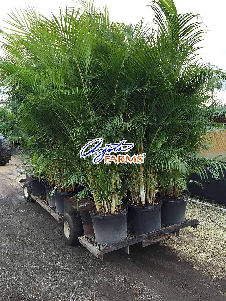 areca-concinna