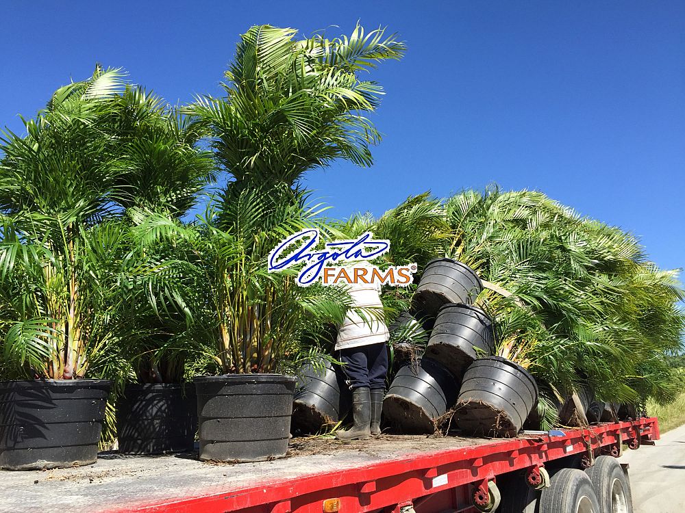 areca-concinna