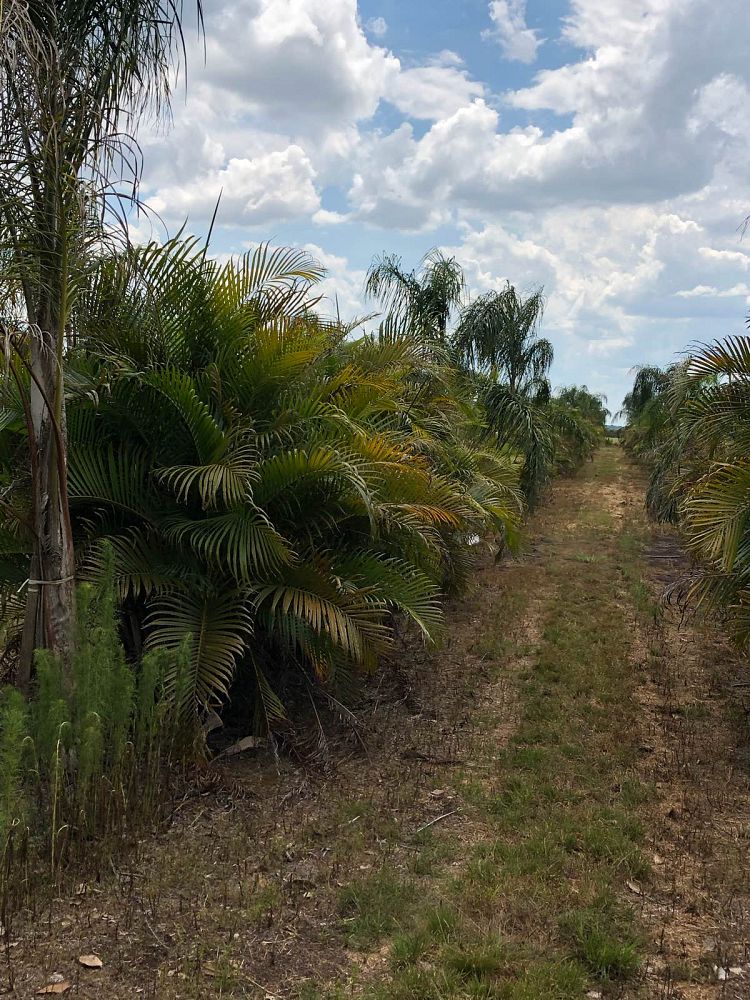areca-concinna