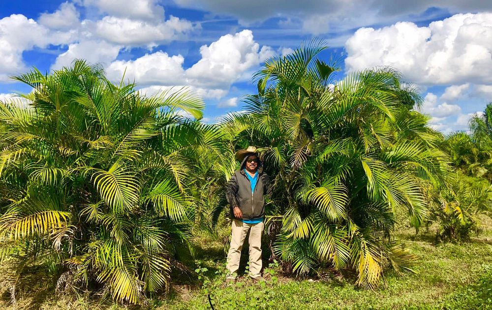 areca-concinna