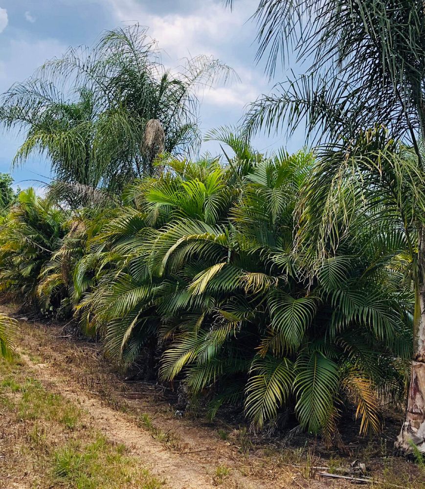areca-concinna