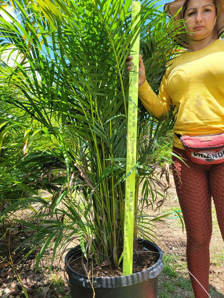 areca-costulata-palm