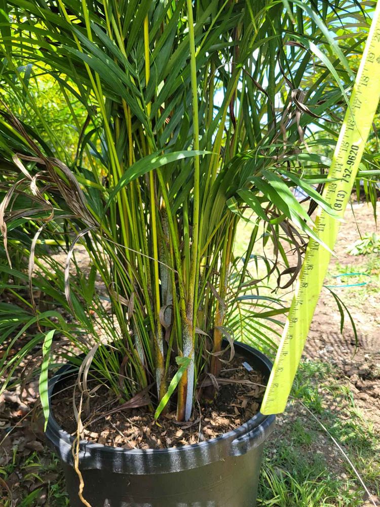 areca-costulata-palm