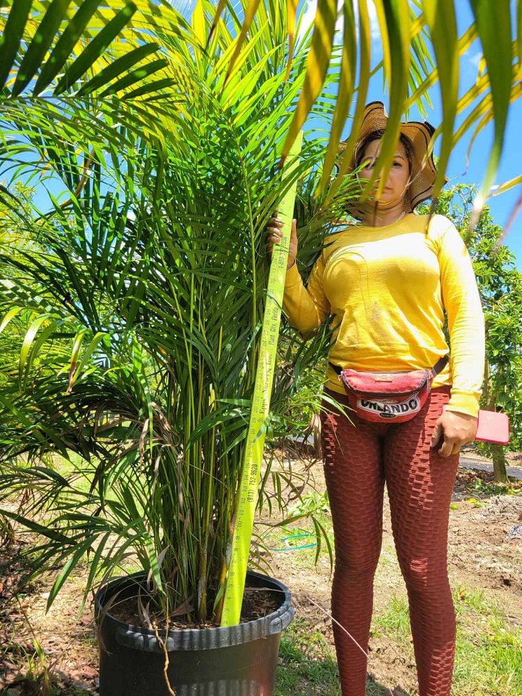 areca-costulata-palm