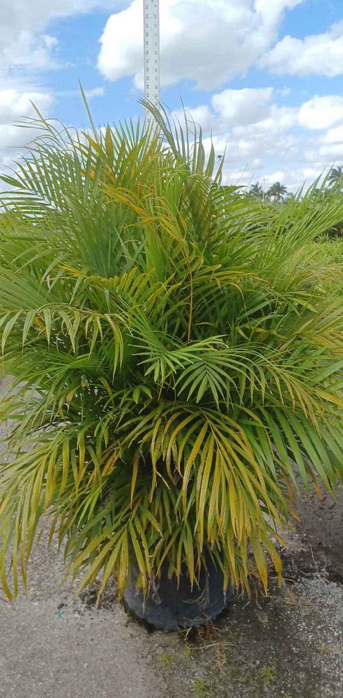areca-costulata-palm