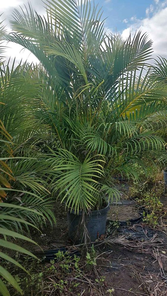 areca-costulata-palm