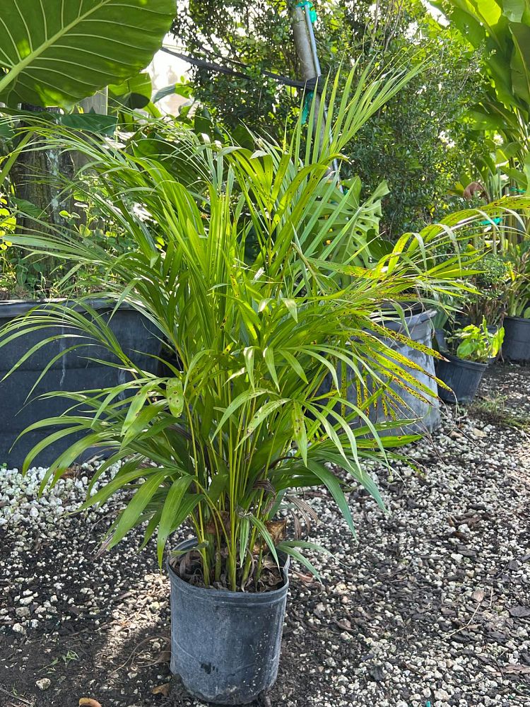 areca-costulata-palm