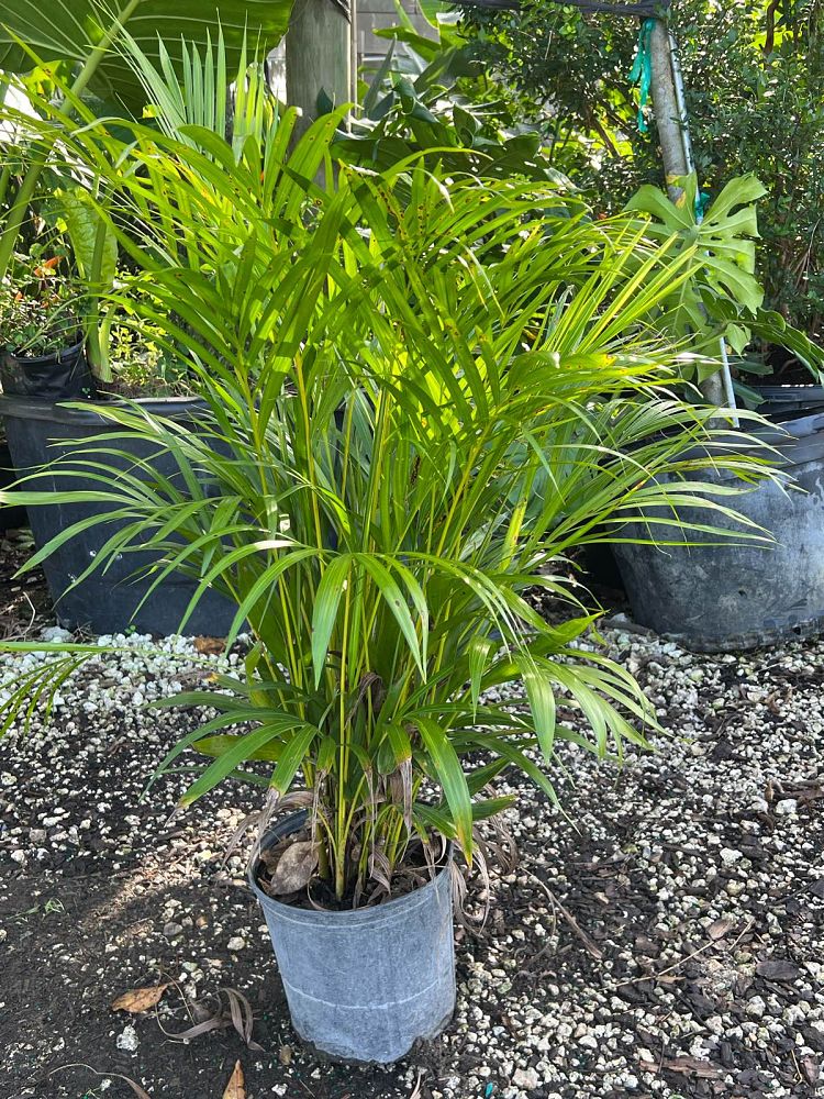 areca-costulata-palm