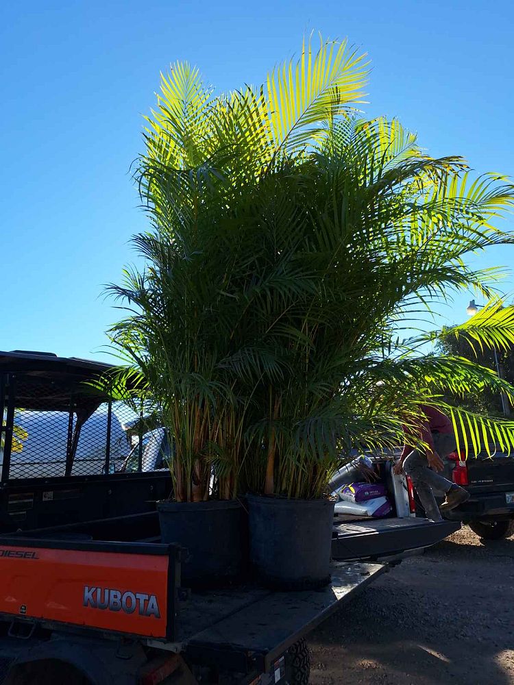 areca-costulata-palm