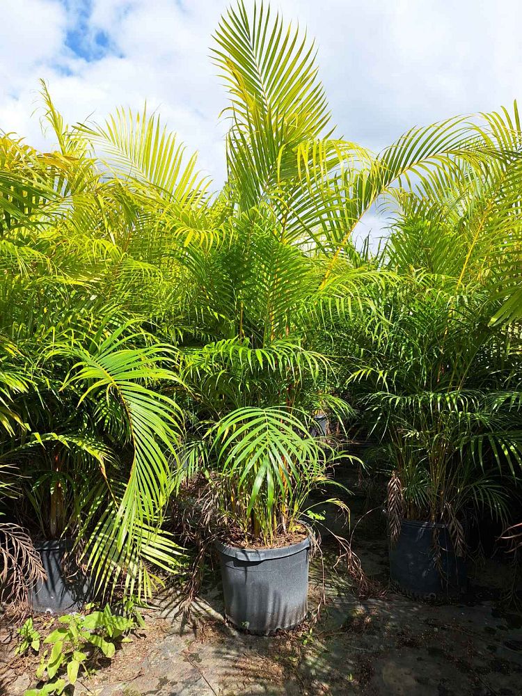 areca-costulata-palm