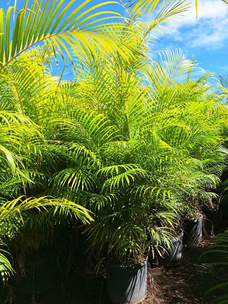 areca-costulata-palm