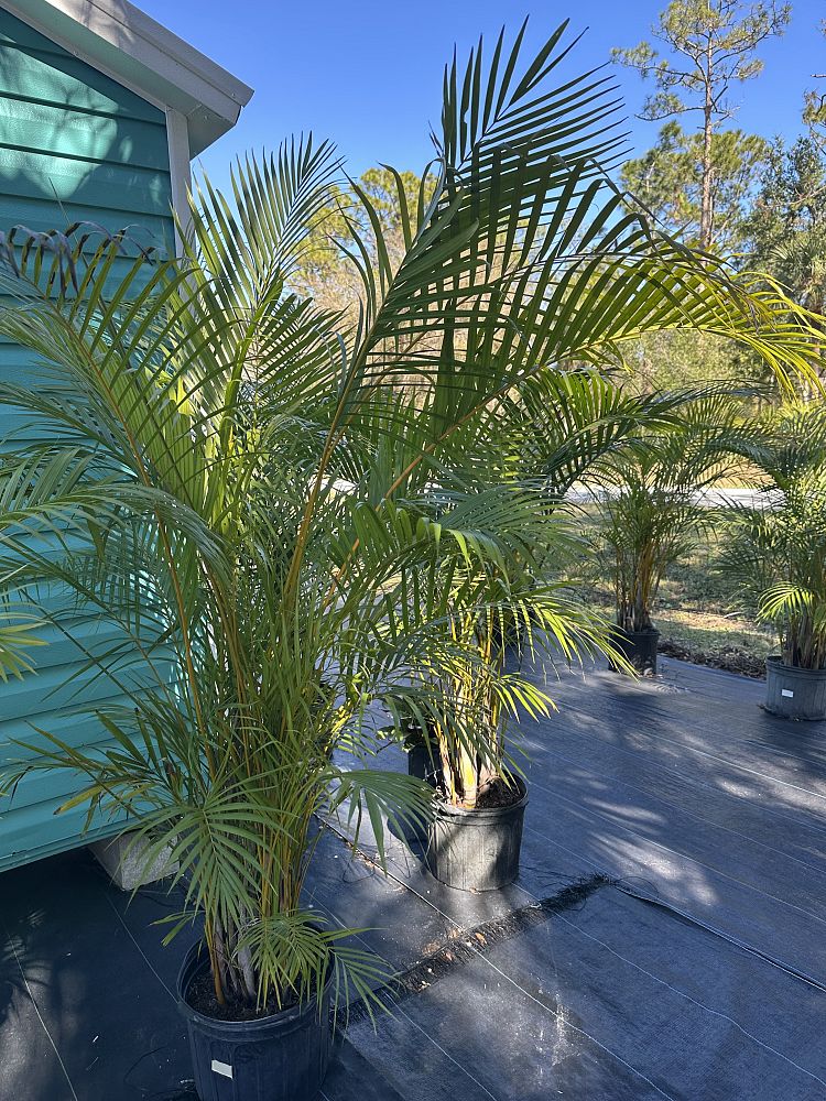 areca-costulata-palm