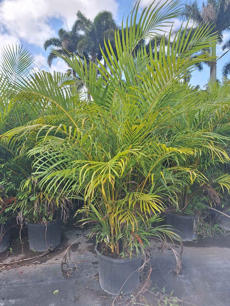 areca-costulata-palm
