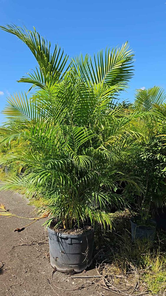 areca-costulata-palm