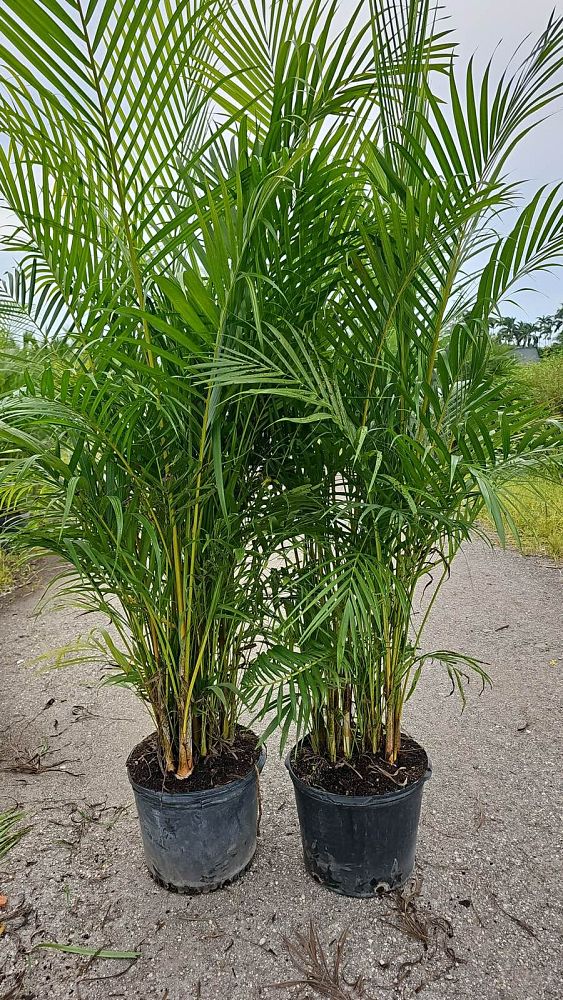 areca-costulata-palm