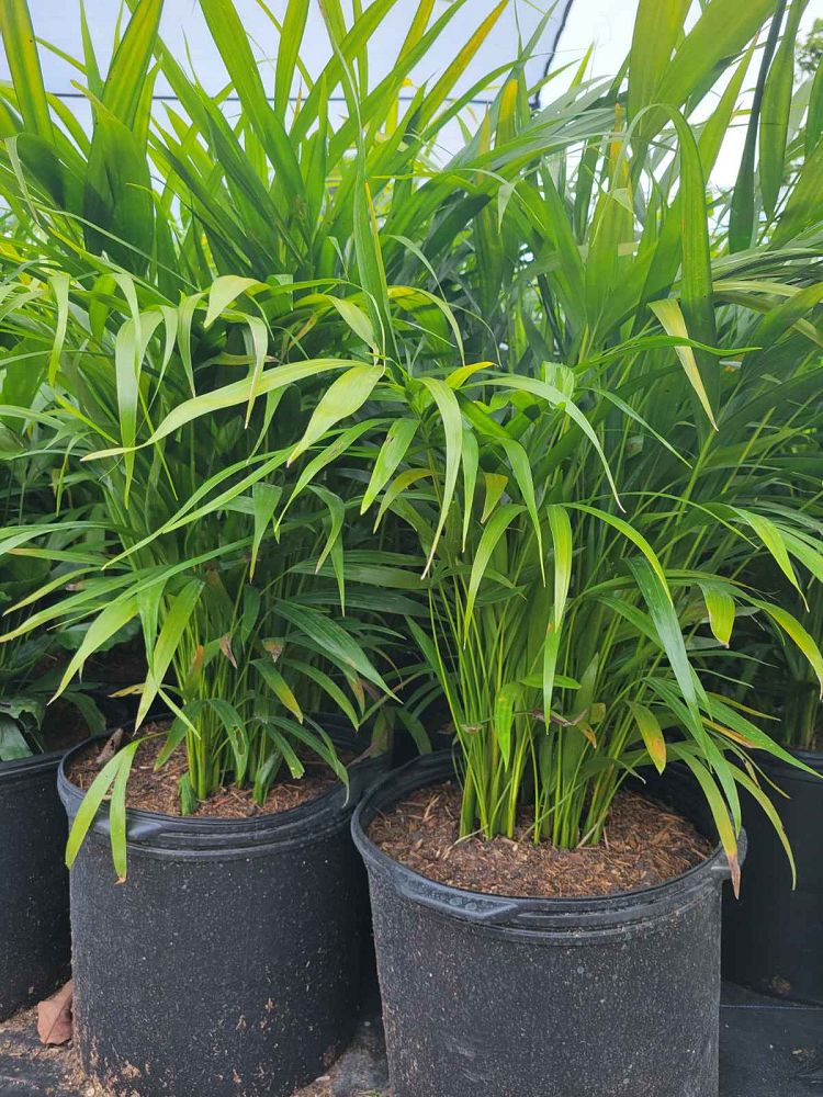 areca-gung-hoi