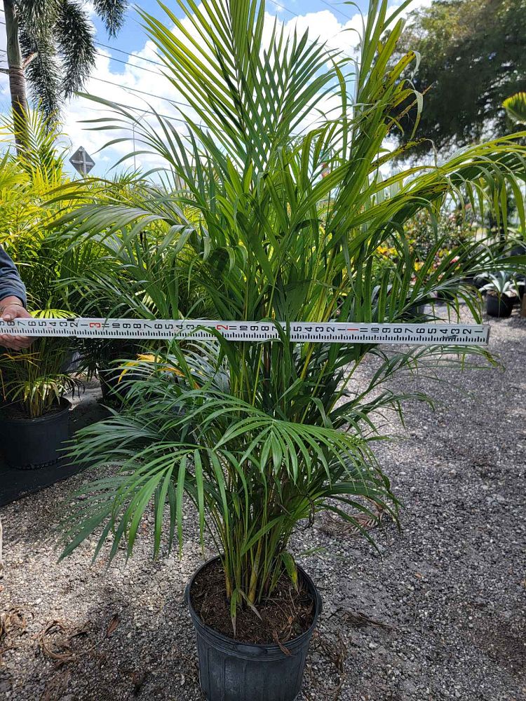 areca-gung-hoi
